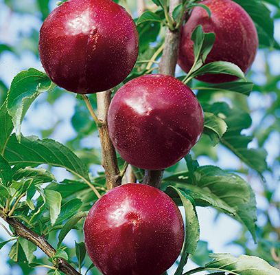 Plum Superior