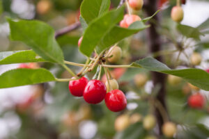 Sweet Cherry Pie Cherry