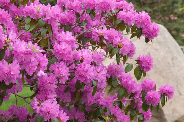 Rhododendron PJM