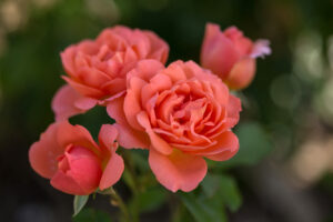 Rose Sweet Fragrance