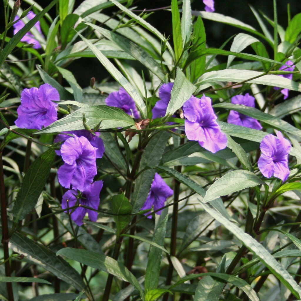 ruellia-mexican-petunia-malmborgs