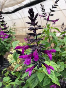 Salvia Bodacious Smokey Jazz