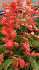 Salvia Saucy Coral