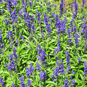 Salvia Velocity Blue