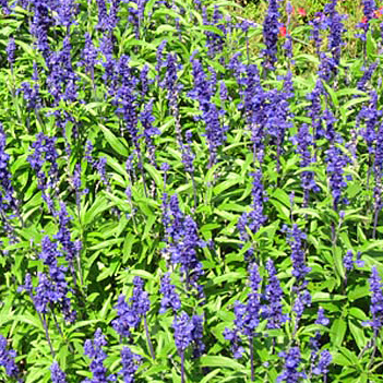 Salvia Velocity Blue