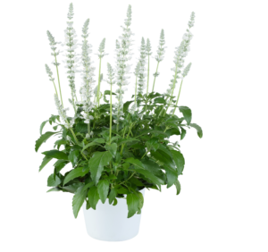 Salvia farinacea Sallyfun Pure White