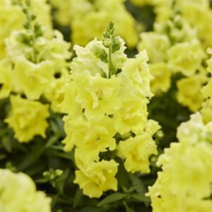 Snapdragon Twinny Lemon