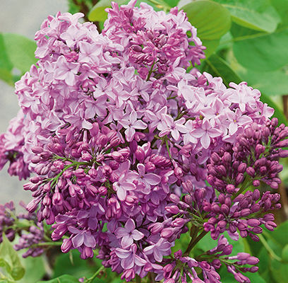 Lilac Declaration