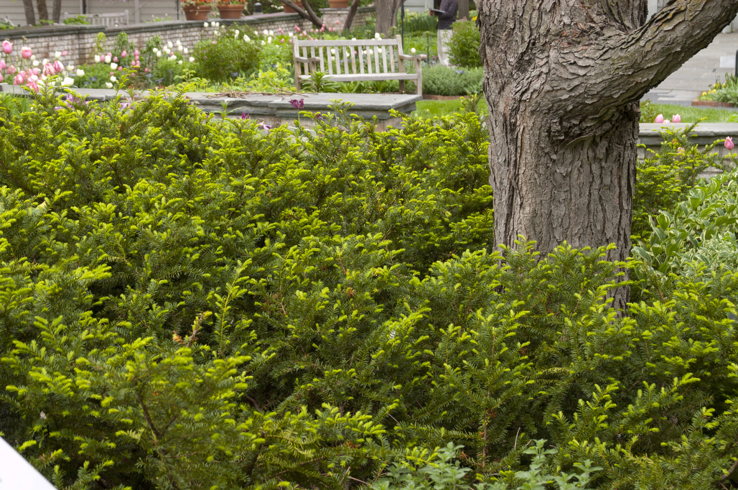 Taxus Taunton Spreading Yew