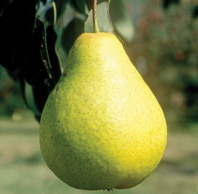 Ure Pear