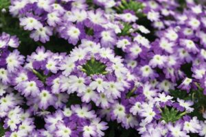 Verbena Hurricane Blue