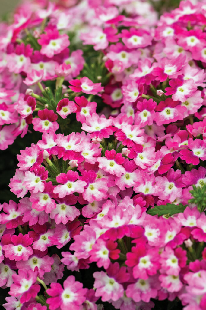 Verbena Hurricane Pink