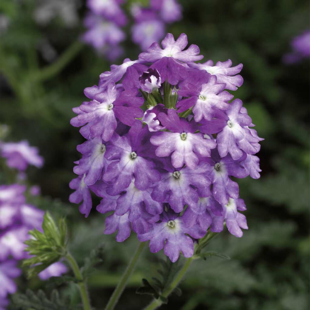 Verbena Lanai Upright Twister Purple