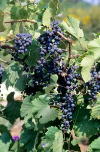 Frontenac Grape