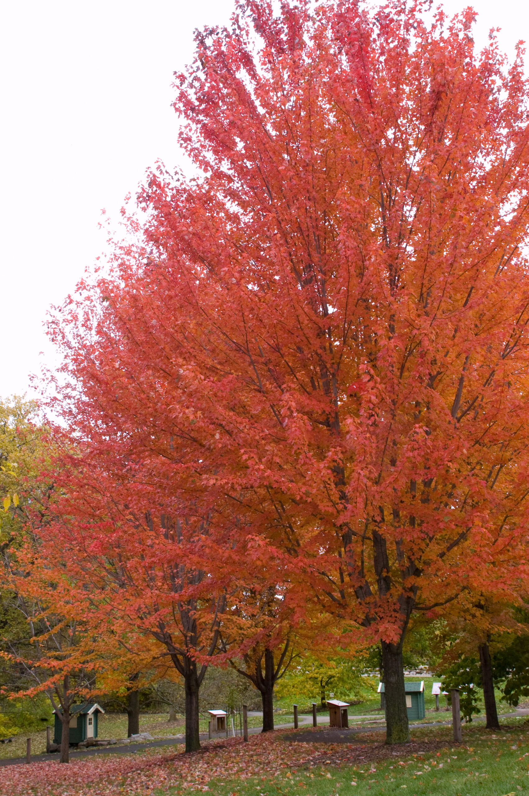 Maple Autumn Blaze