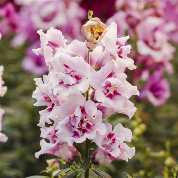 snapdragon twinny double orchid