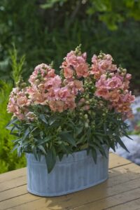 snapdragon twinny double peach