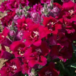 snapdragon twinny double violet