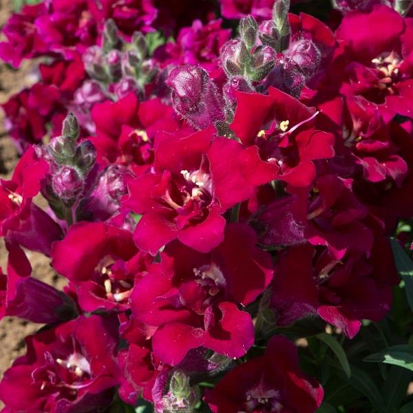 snapdragon twinny double violet