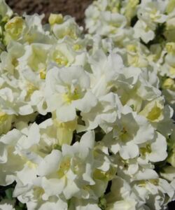snapdragon twinny double white