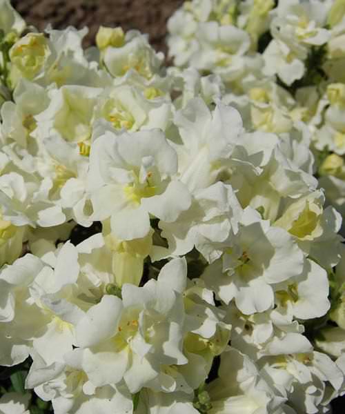 snapdragon twinny double white