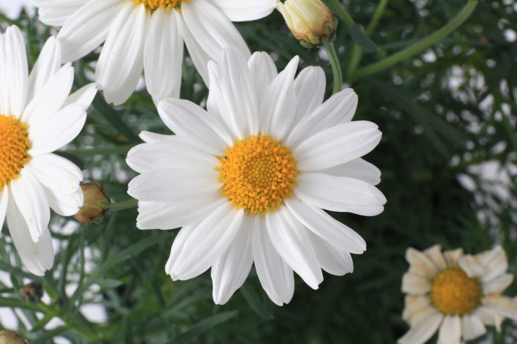 Argyranthemum Sassy White