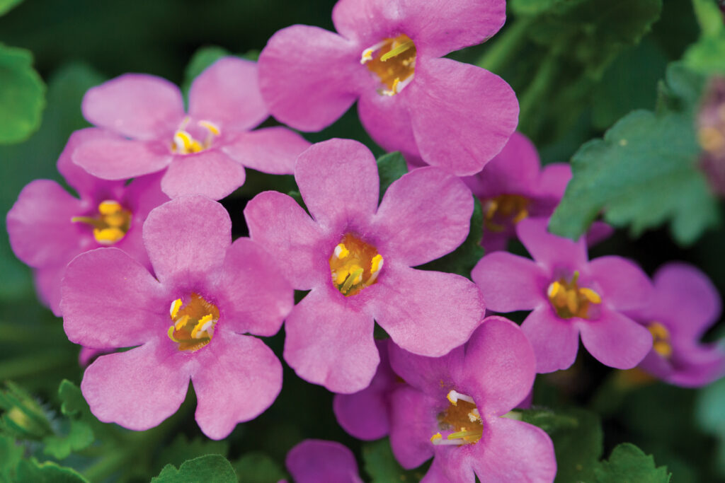 Bacopa Epic Pink