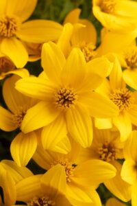 Bidens Stellar Gold