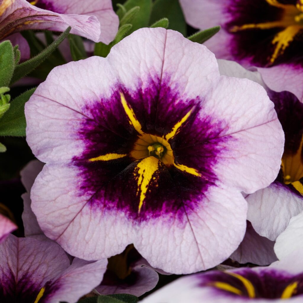 Calibrachoa Callie Blueberry Spark