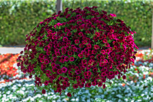 Calibrachoa Callie Burgundy