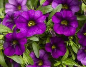 Calibrachoa Callie Purple