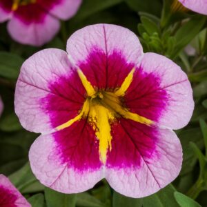 Calibrachoa Callie Strawberry Spark