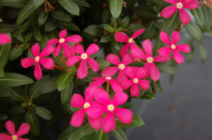 Catharanthus Soiree Coral