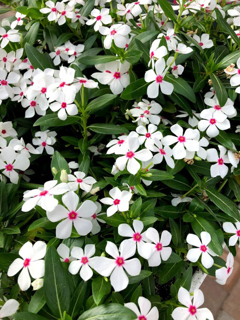 Catharanthus Soiree Kawaii White Peppermint
