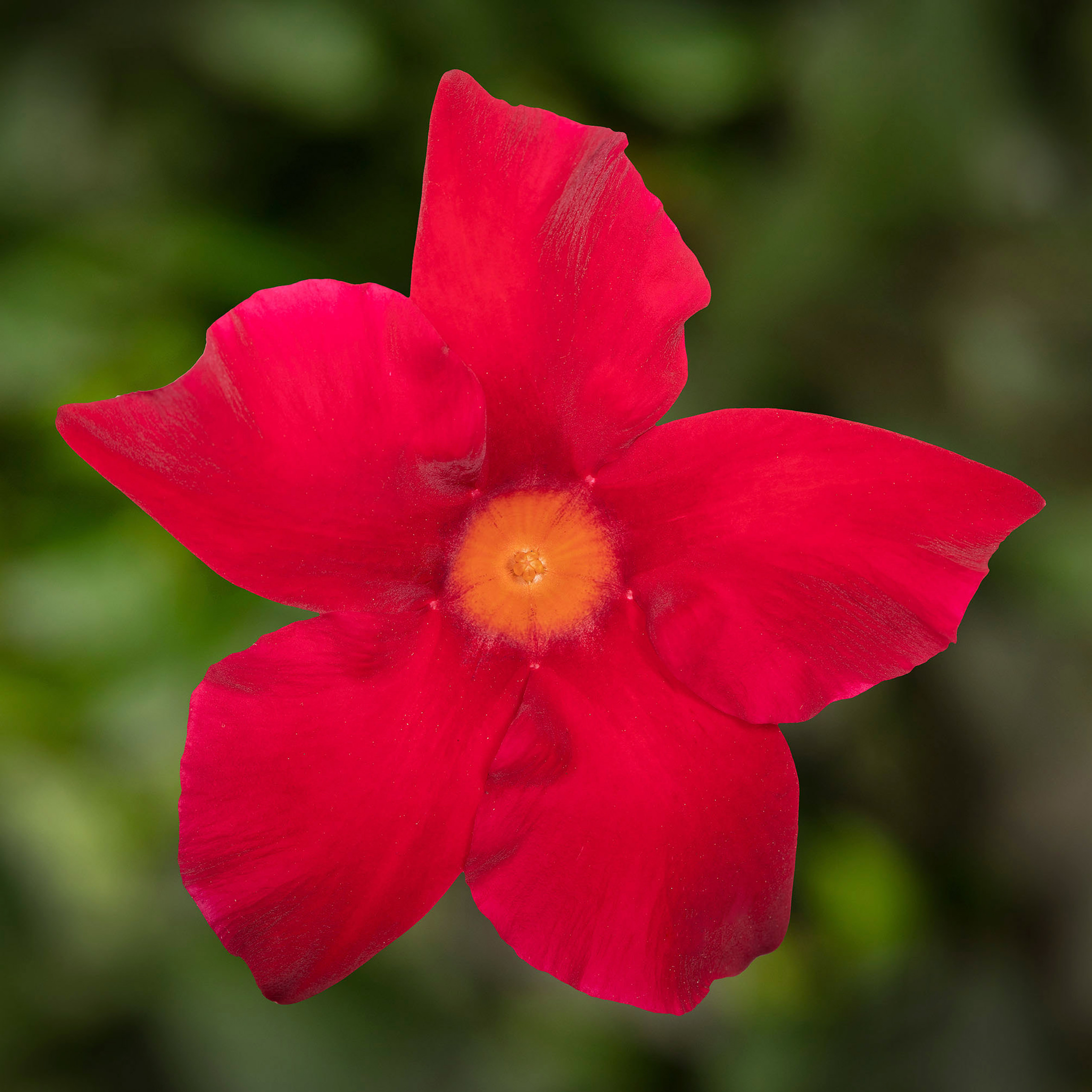 Dipladenia Madinia Maximo Scarlet