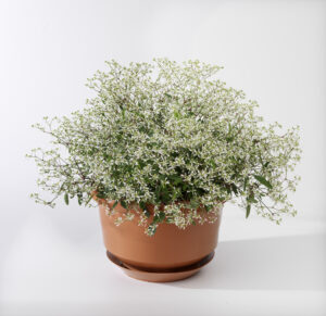 Euphorbia Euphoric White