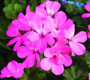 Geranium Interspecific Caliente Pink