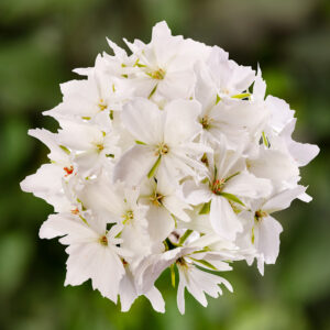 Geranium Specialty Starry Pure White