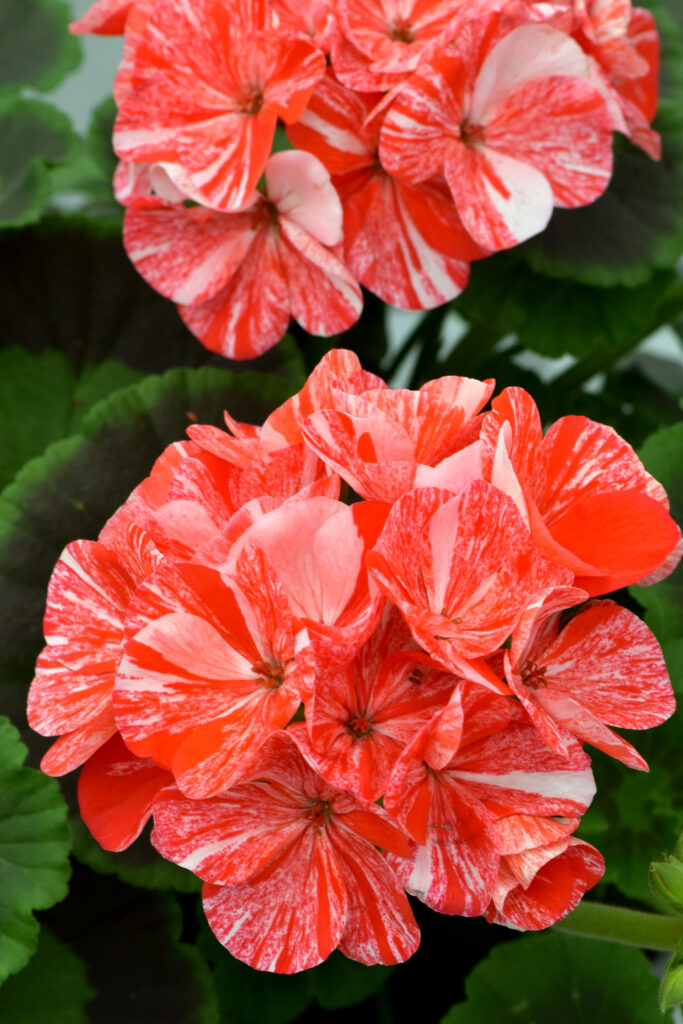 Geranium - Zonal Glitter Orange