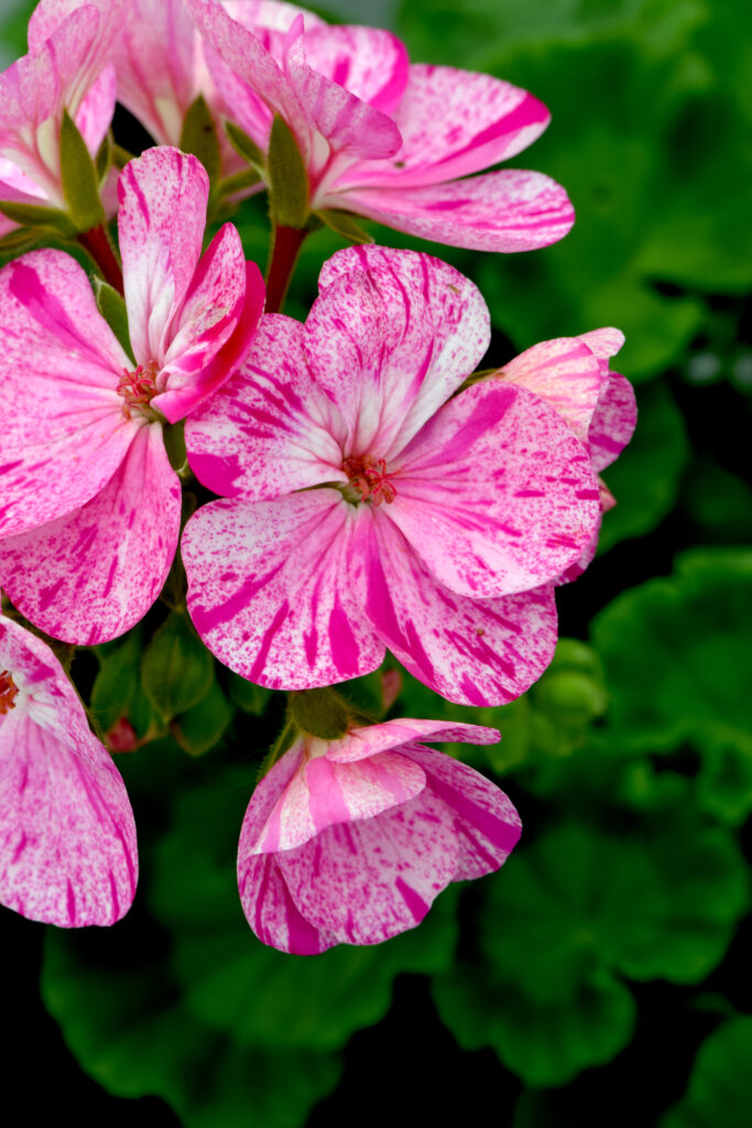 Geranium - Zonal Glitter Pink