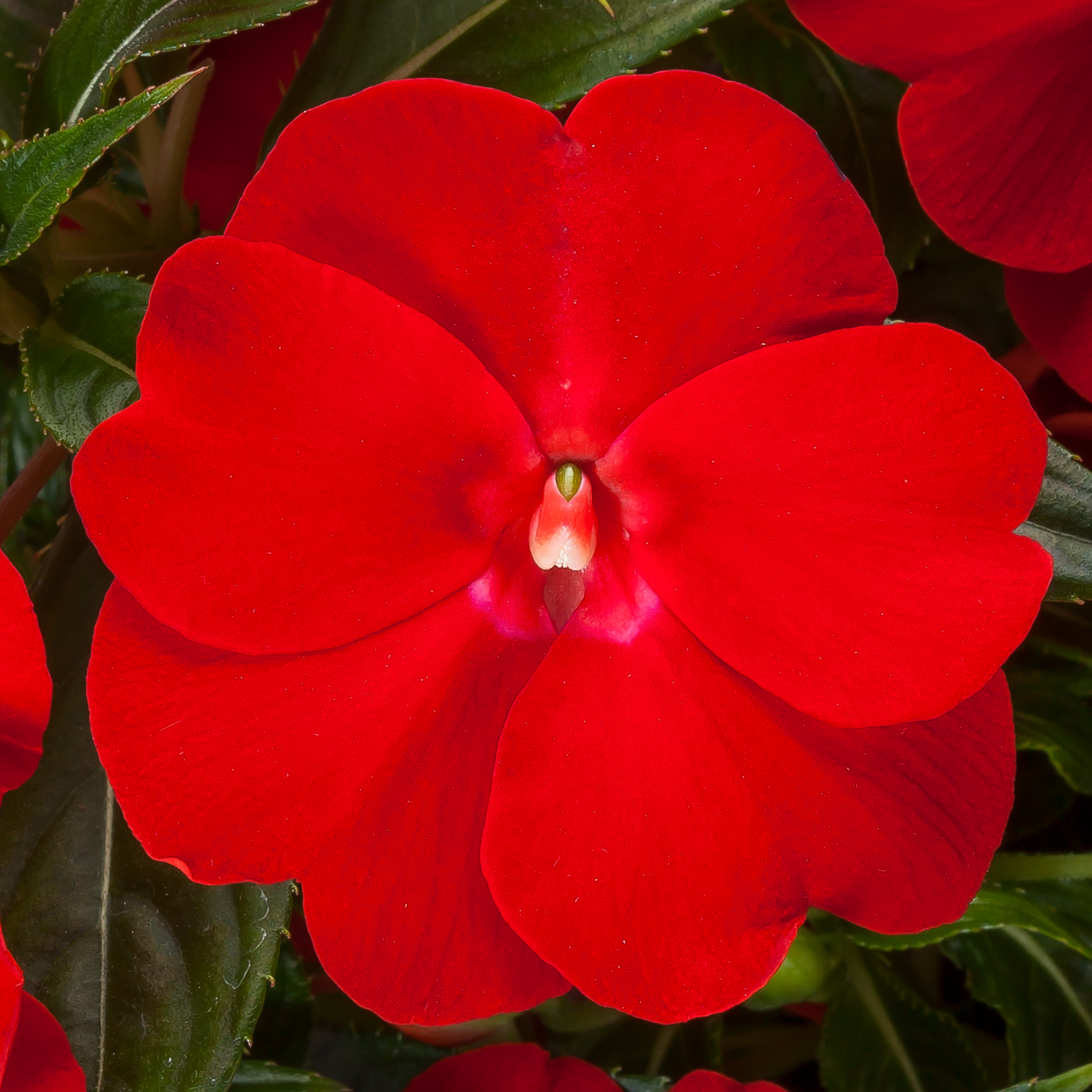 Impatiens NG Spectra Bright Red