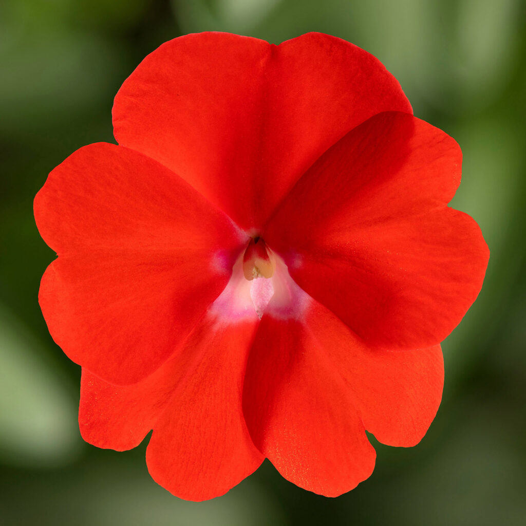 Impatiens NG Spectra Orange