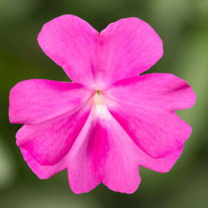 Impatiens NG Spectra Pink