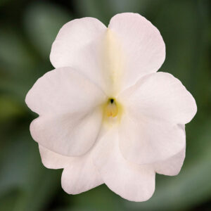 Impatiens NG Spectra White