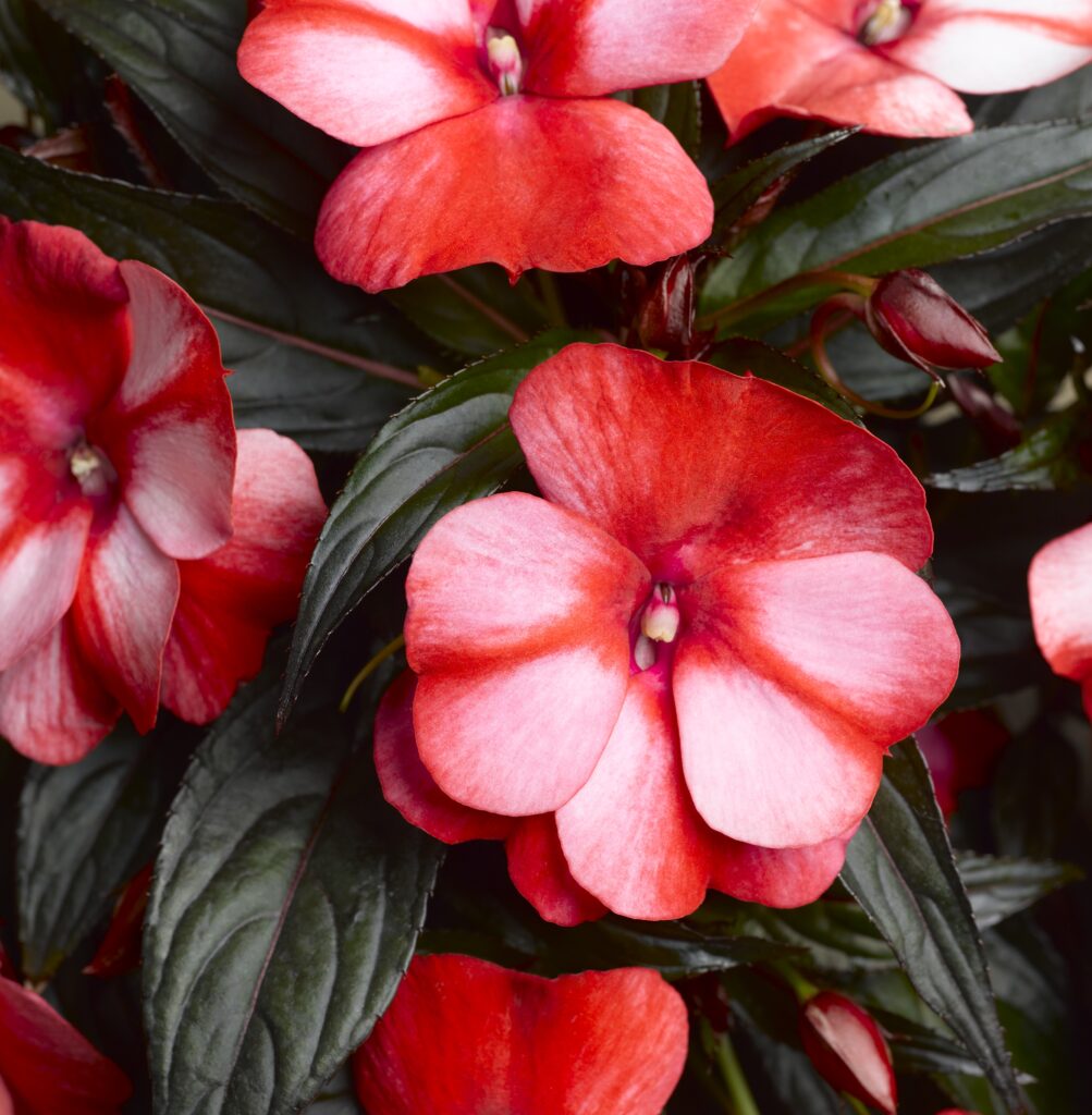 Impatiens New Guinea Sonic Sweet Red