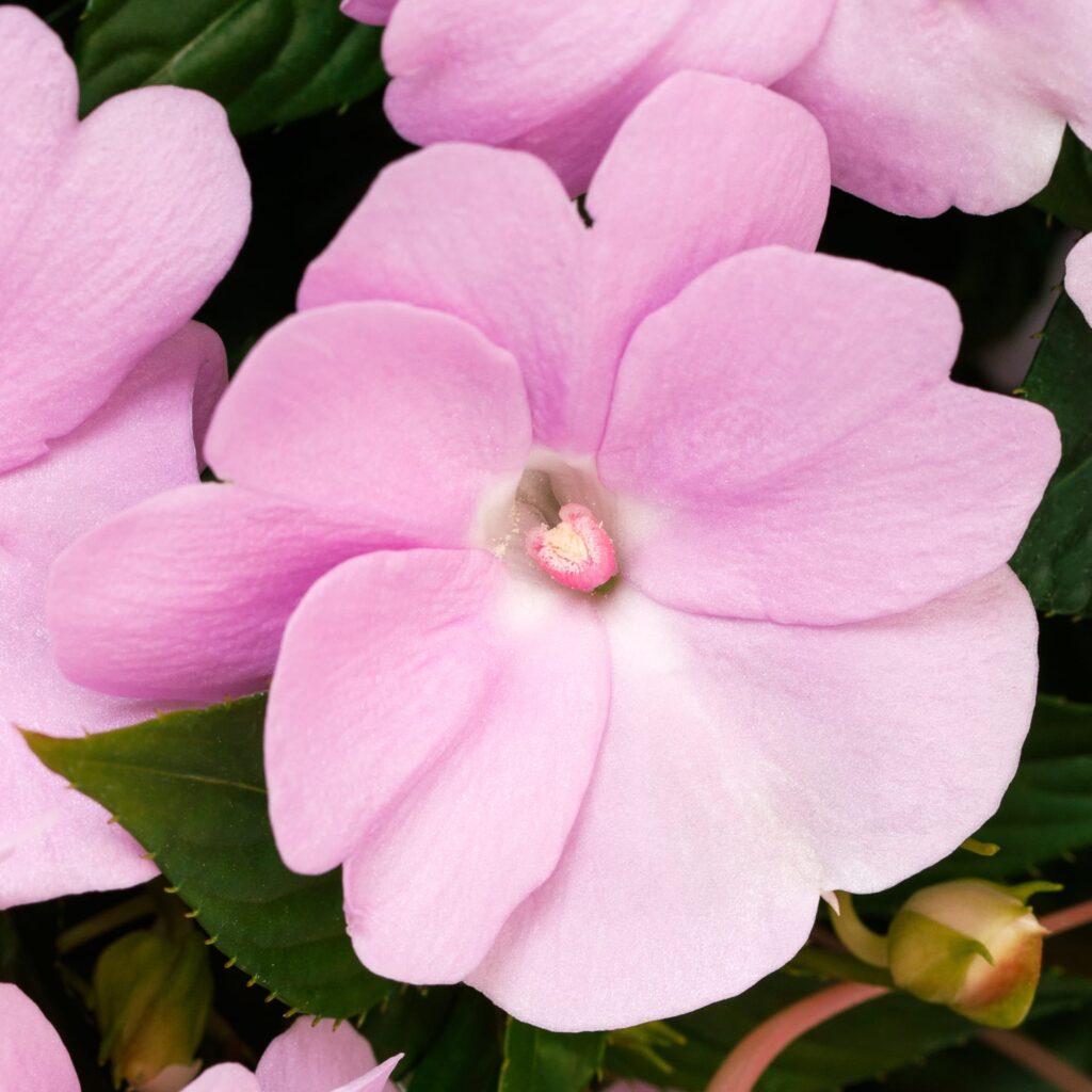 Impatiens NG Spectra Lavender Shades