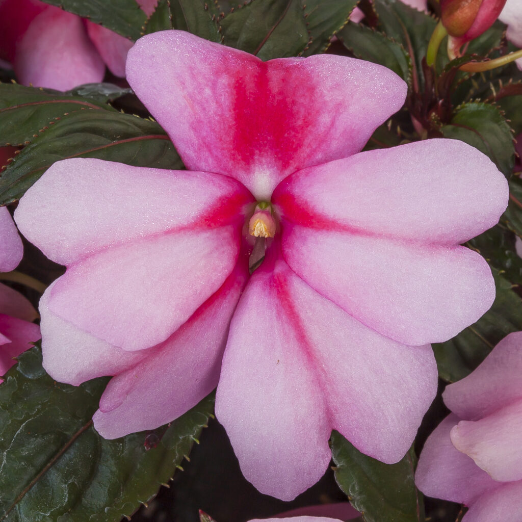 Impatiens NG Spectra Pink Bicolor