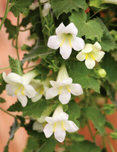 Lophospermum Lofos White