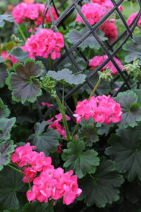 Geranium - Specialty, Tall, Dark, & Handsome Hot Pink