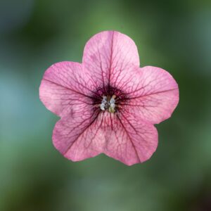 Petunia Dekko Rose Vein